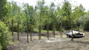 Over 12 4x4 wooden posts inserted into the ground. This is in the same area where the previous pictures are, the space that will be the wetland. These numerous posts will be the base for the walkway over the wetland.