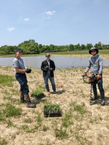 Image of planting butterfly weed. Two individuals are on the ground planting the starts in the soil. The individual at the background of the image is using an auger to make holes for the plants.