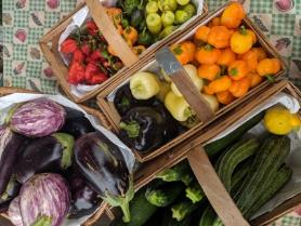Harvest from our garden in baskets: red, yellow, and green peppers with eggplants.