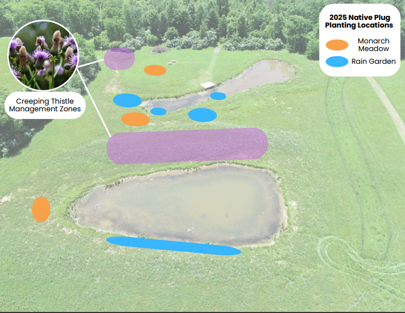 Rendering of the two wetland pools- with indicated areas where new plants were added and where the thistle that needs to be addressed is located.